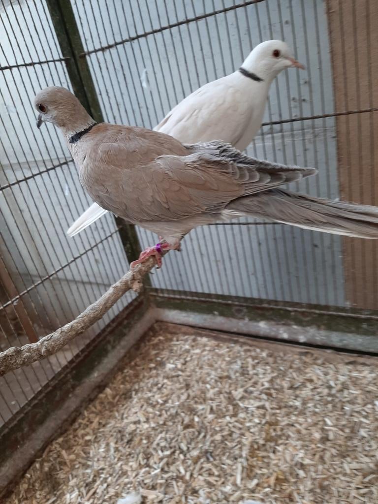 Zijdeveer(silky)lachduif/tortelduif/tortel.pastel kleur., Dieren en Toebehoren, Vogels | Duiven, Mannelijk, Tortelduif