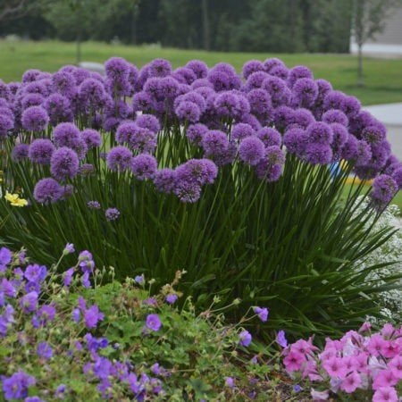 Allium millenium, Ophalen, Overige soorten, Volle zon