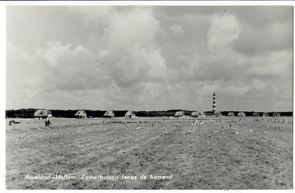 Ameland - Hollum  Zomerhuizen langs de bosrand, Verzenden, 1940 tot 1960, Ongelopen, Waddeneilanden