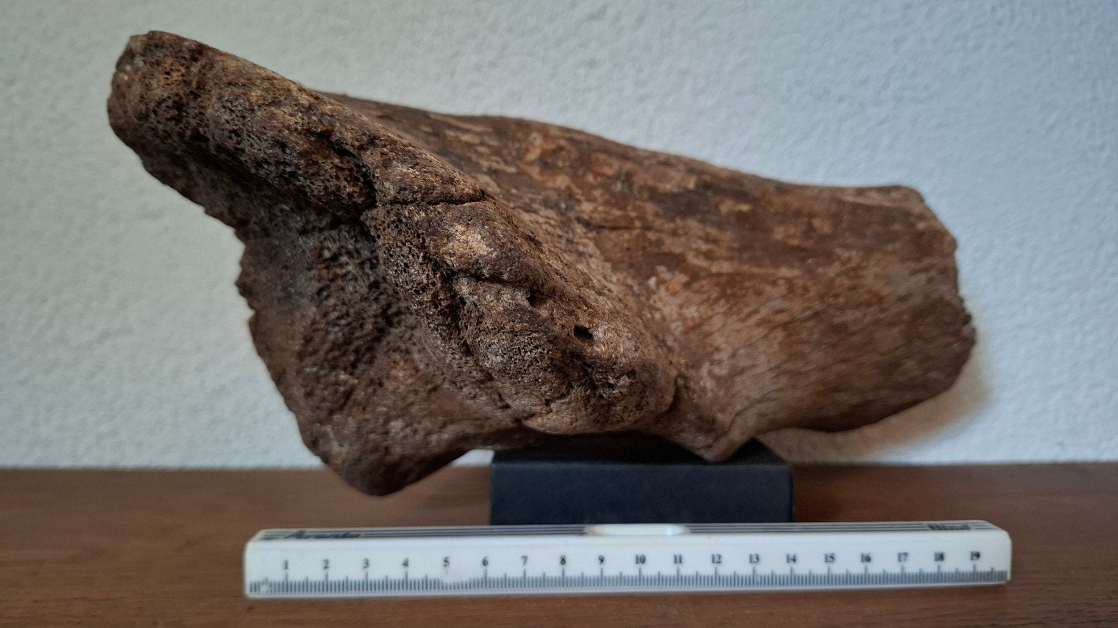 Bekkenfragment Wolharige Mammoet - Waddenzee (Pleistoceen), Verzamelen, Ophalen of Verzenden, Fossiel