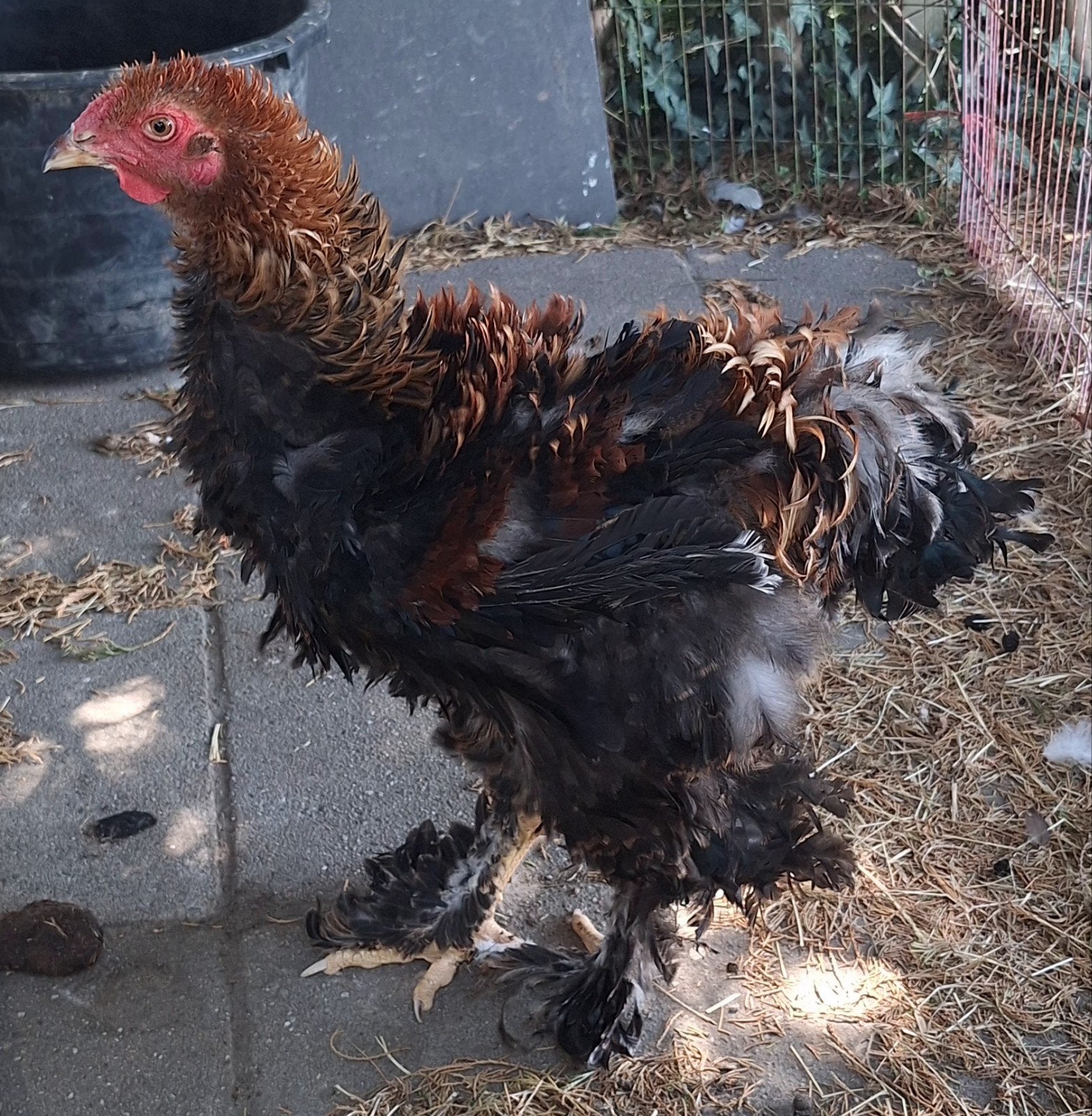 Jonge Brahma groothoender krul haan beschikbaar van 2026, Dieren en Toebehoren, Pluimvee, Mannelijk, Kip