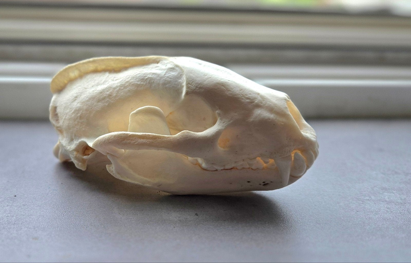 Echte Schedel van een Das, Ophalen of Verzenden, Wild dier, Schedel