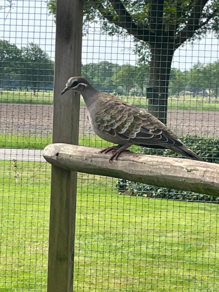 Bronsvleugel duivin, Dieren en Toebehoren, Vogels | Duiven, Vrouwelijk, Postduif