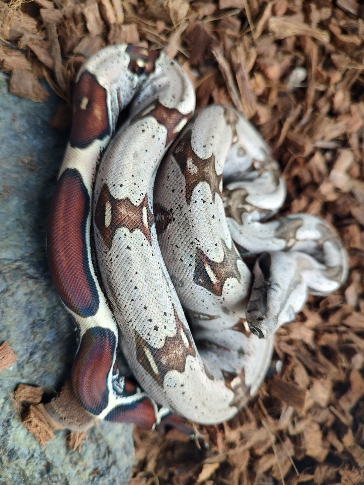 1:1 Guyana roodstaartboa N.K. 2025 Boa Constrictor photo 2