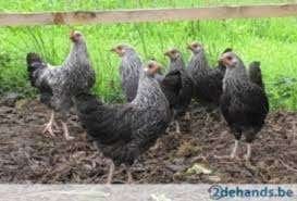 Sussex kippen [hennen] in verschillende kleurslagen., Dieren en Toebehoren, Pluimvee, Vrouwelijk, Kip