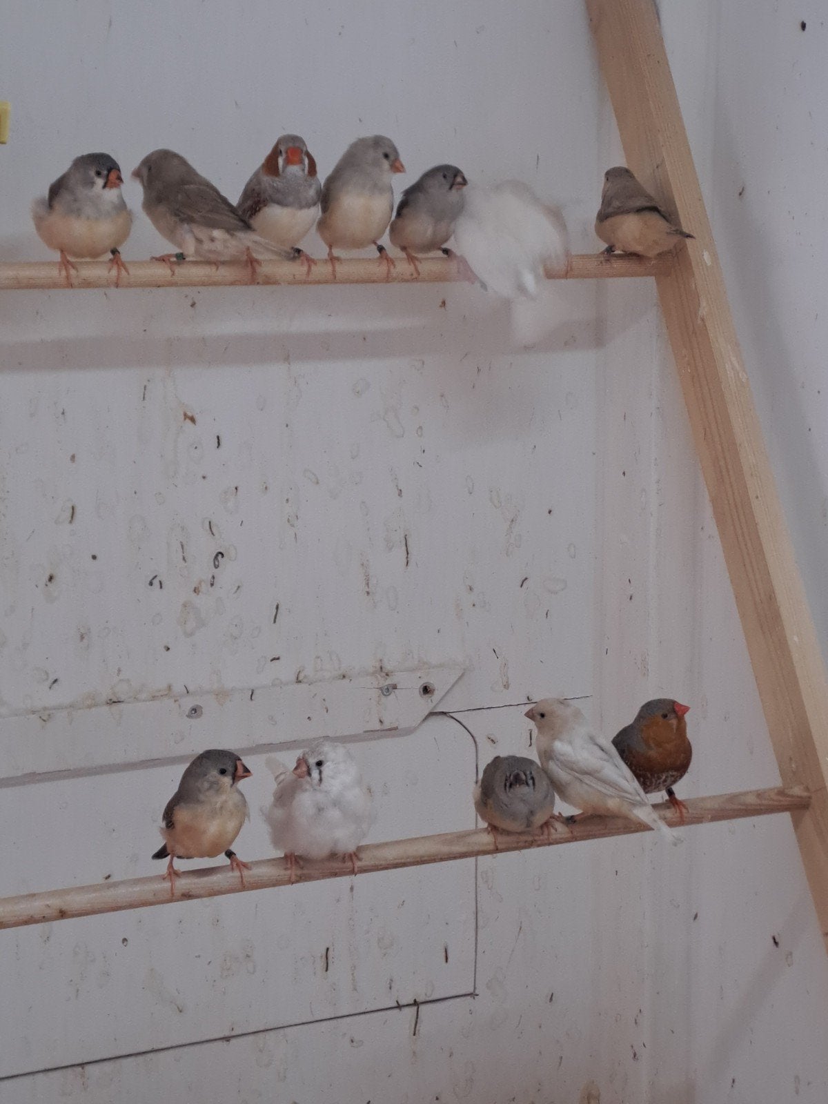 Zebravinken, Dieren en Toebehoren, Vogels | Overige Vogels, Meerdere dieren, Geringd
