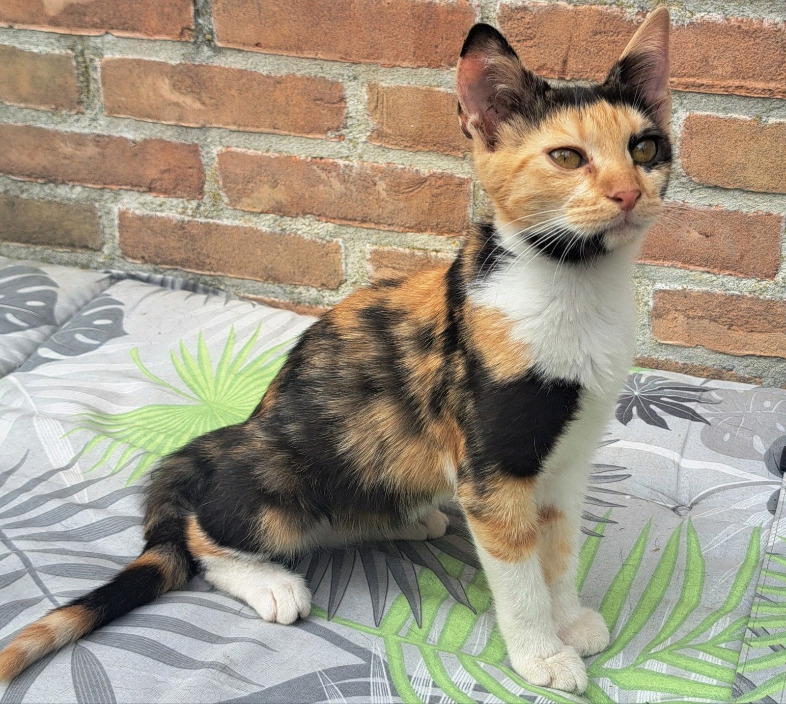 lory een prachtig kitten van 5mnd oud, Poes, Kortharig, 0 tot 2 jaar