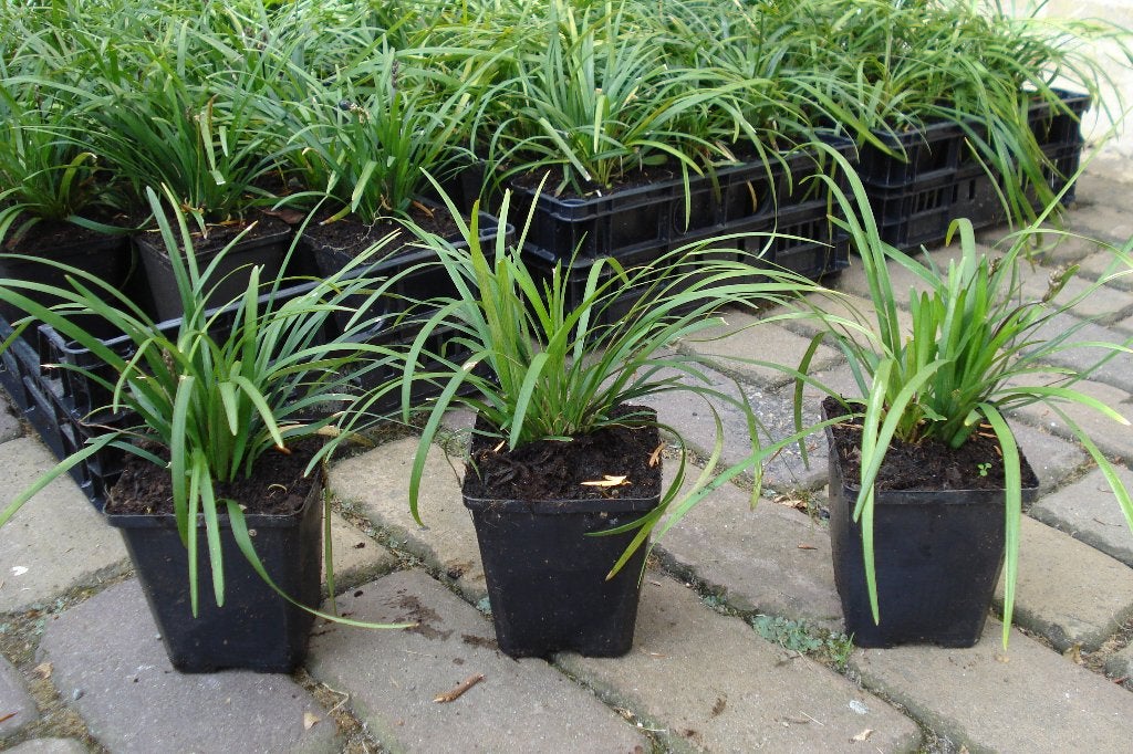 lirope muscari/ leliegras, Ophalen, Vaste plant, Overige soorten, Halfschaduw