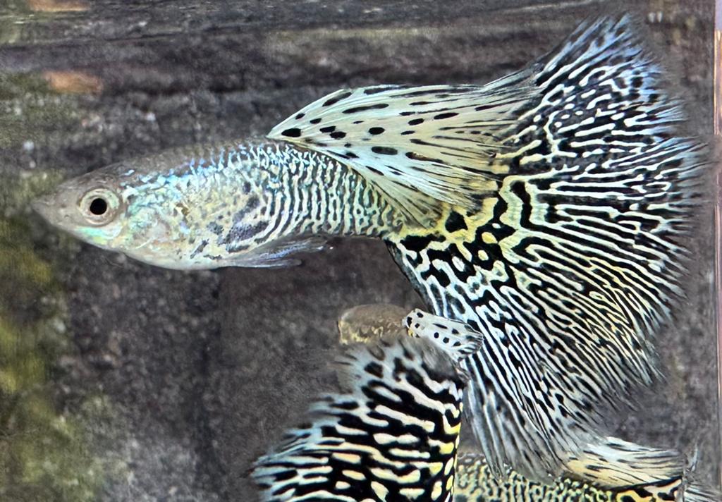***OP=OP Snakeskin White Cobra***, Dieren en Toebehoren, Vis, Zoetwatervis, Schoolvis