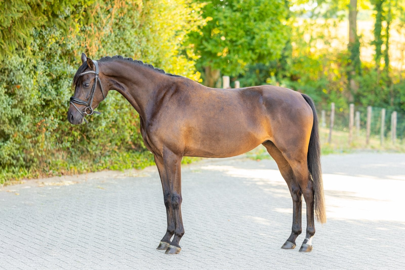 Droompony te koop | Welsh NWR D-pony, Dieren en Toebehoren, Merrie, 3 tot 6 jaar, D pony (1.37m tot 1.48m), Met stamboom