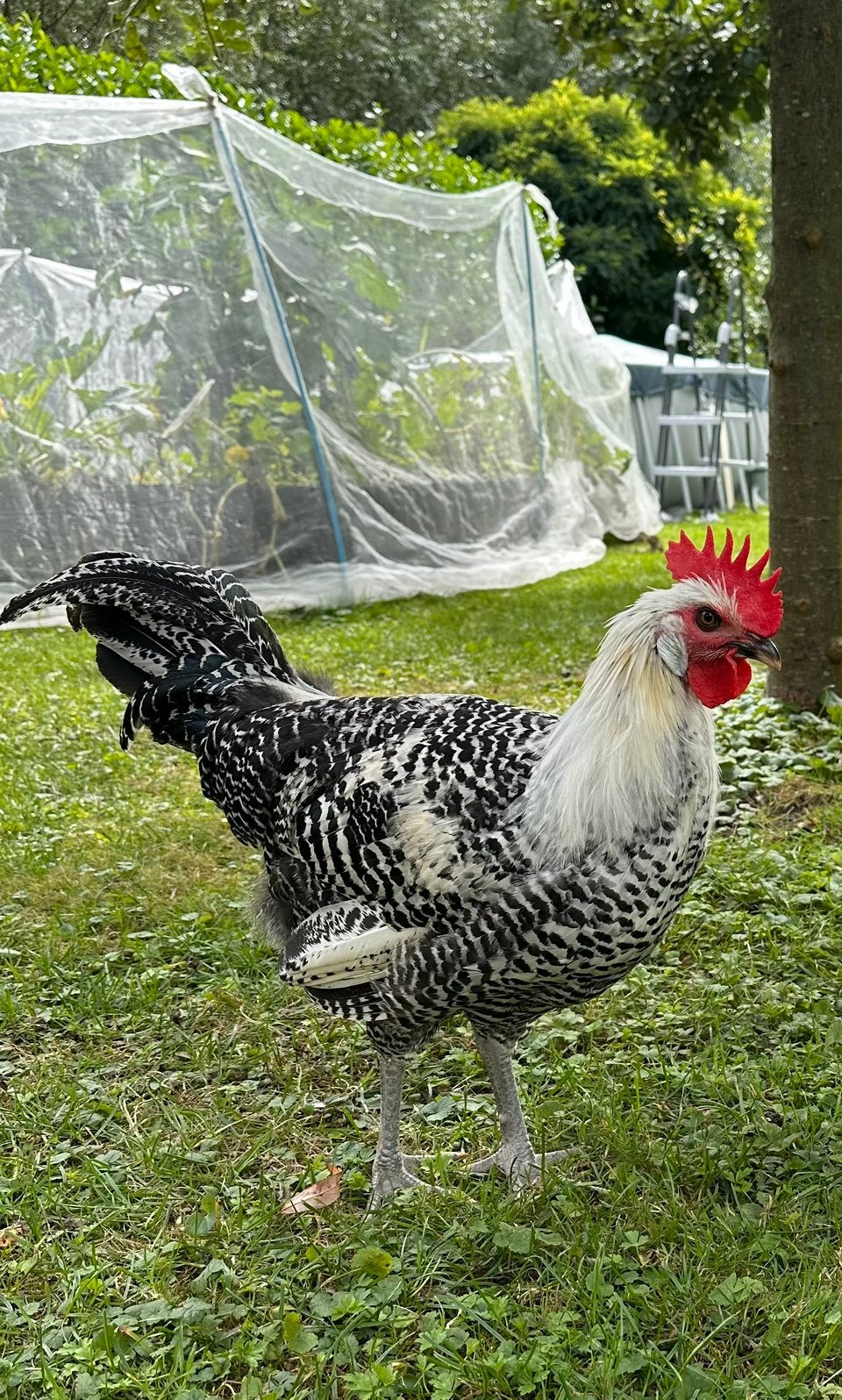 Chaamse Hoender hanen 13 weken oud, Mannelijk, Kip