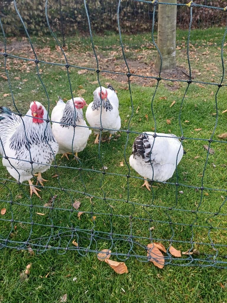 Wyandotte columbia kriel kippen, Dieren en Toebehoren, Pluimvee, Vrouwelijk, Kip