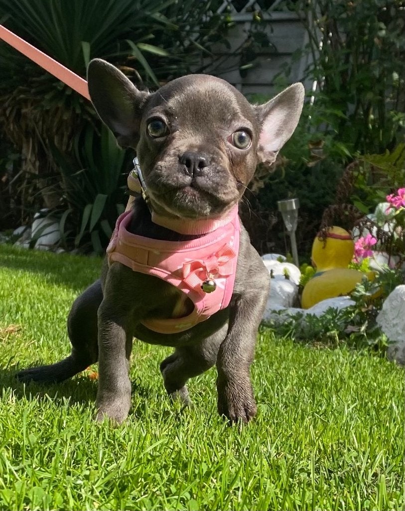 Franse Bulldog pups, Dieren en Toebehoren, Particulier, 8 tot 15 weken, Buitenland, Bulldog