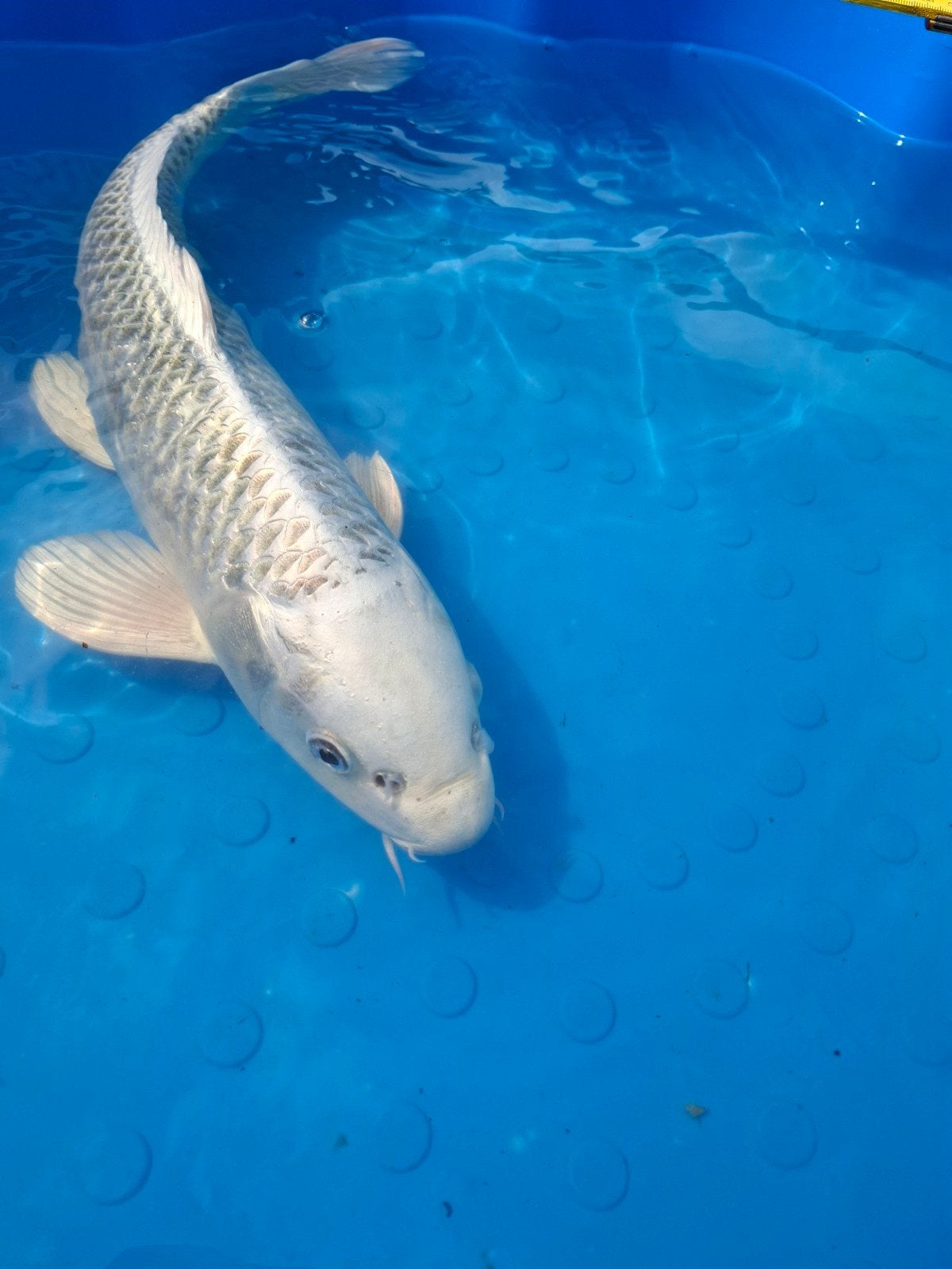 Platinum Ogon koi Kweker Yamazaki (japanse koi), Karper of Koi