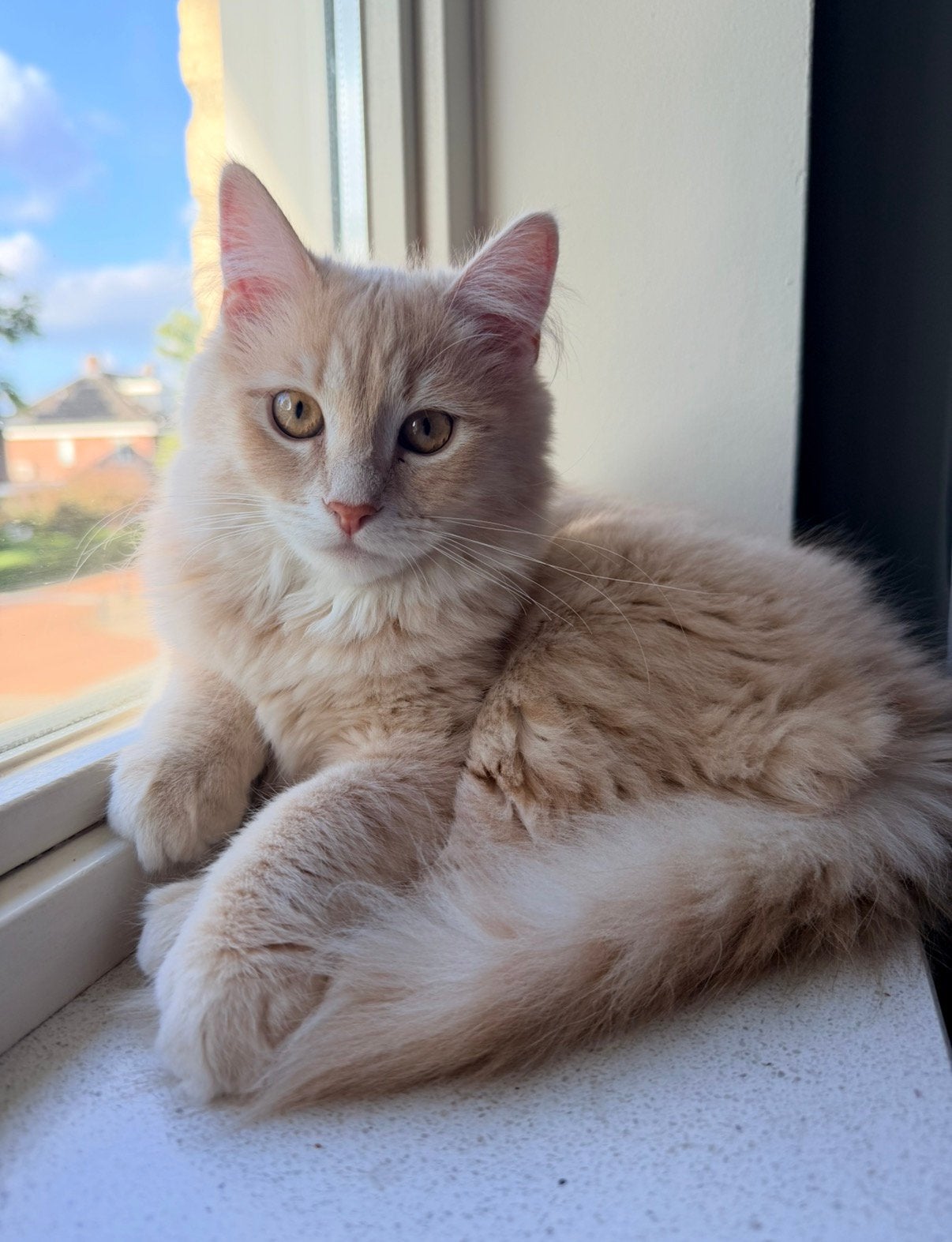 Siberische kitten met stamboom, Dieren en Toebehoren, Katten en Kittens | Raskatten | Langhaar, Poes, Met stamboom, 0 tot 2 jaar
