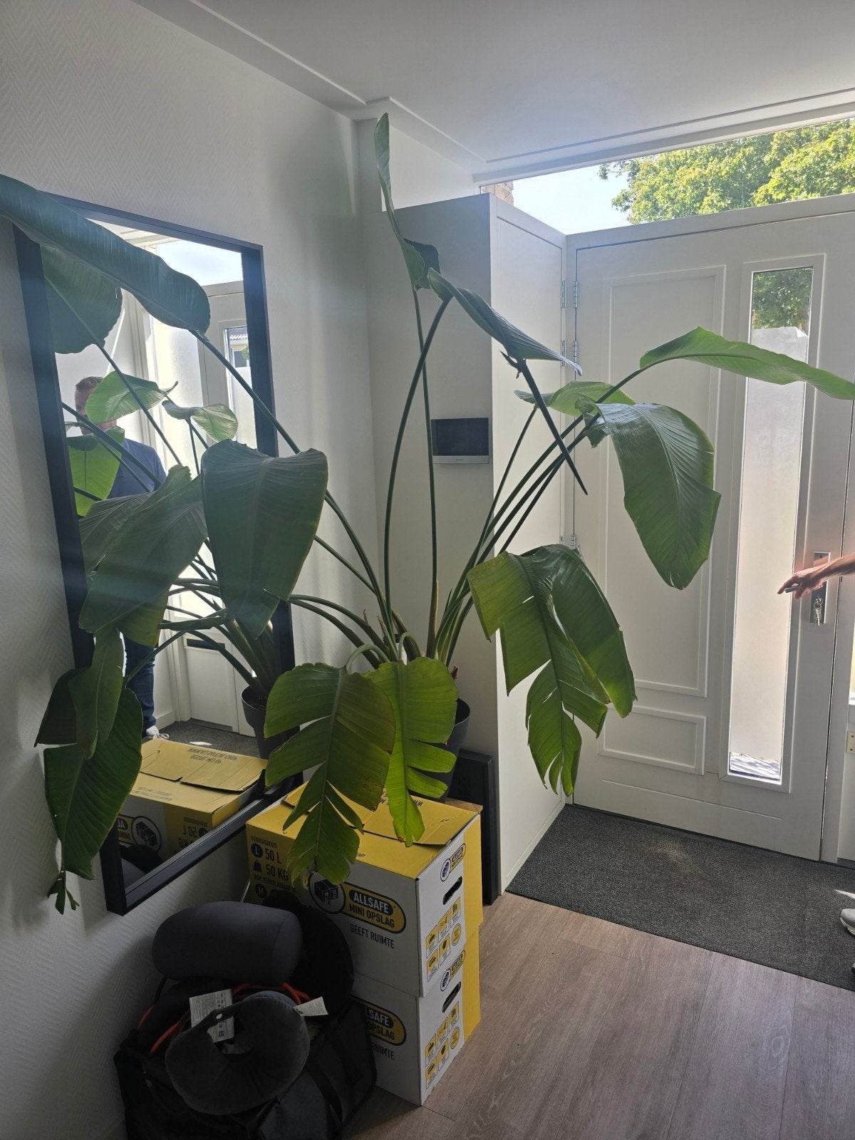 Grote Strelitzia Nicolai in pot - Kamerplant, Ophalen, In pot, Halfschaduw, 150 tot 200 cm