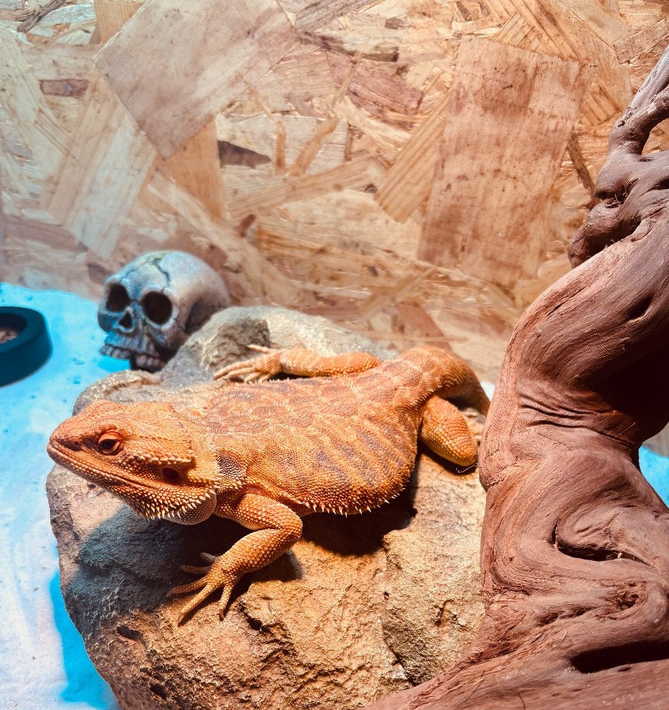 Baardagaam ( mannetje) hypo trans red. Bearded Dragon - male for sale from Kevin