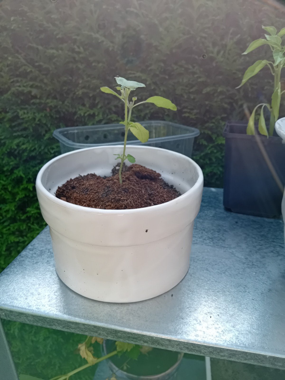Tulsi Devi plant in handgemaakte aardewerk pot, Nieuw, Ophalen of Verzenden, Aardewerk, Binnen