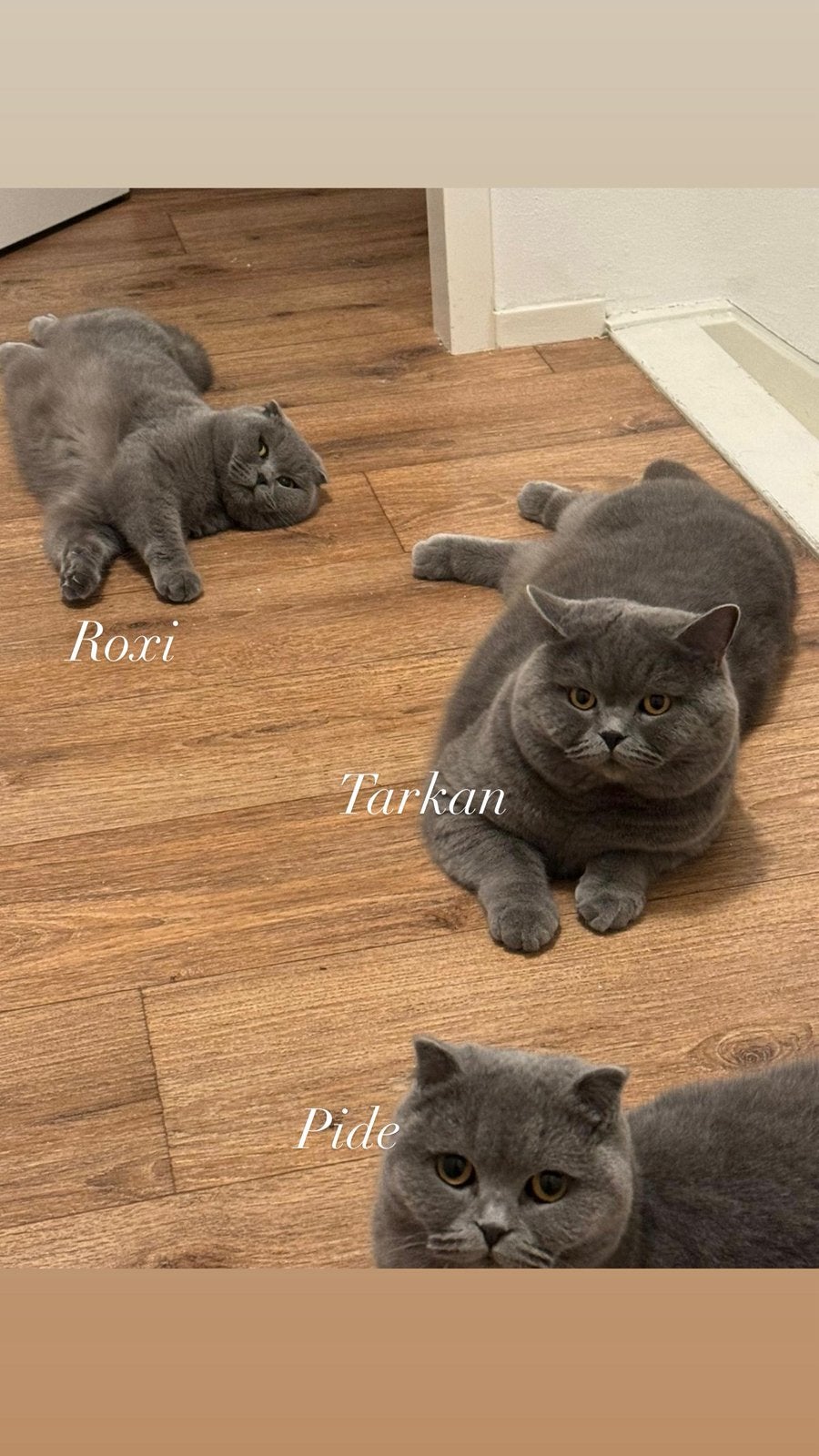 Lief thuis gezocht voor 3 katten – liefst samen ️, Poes