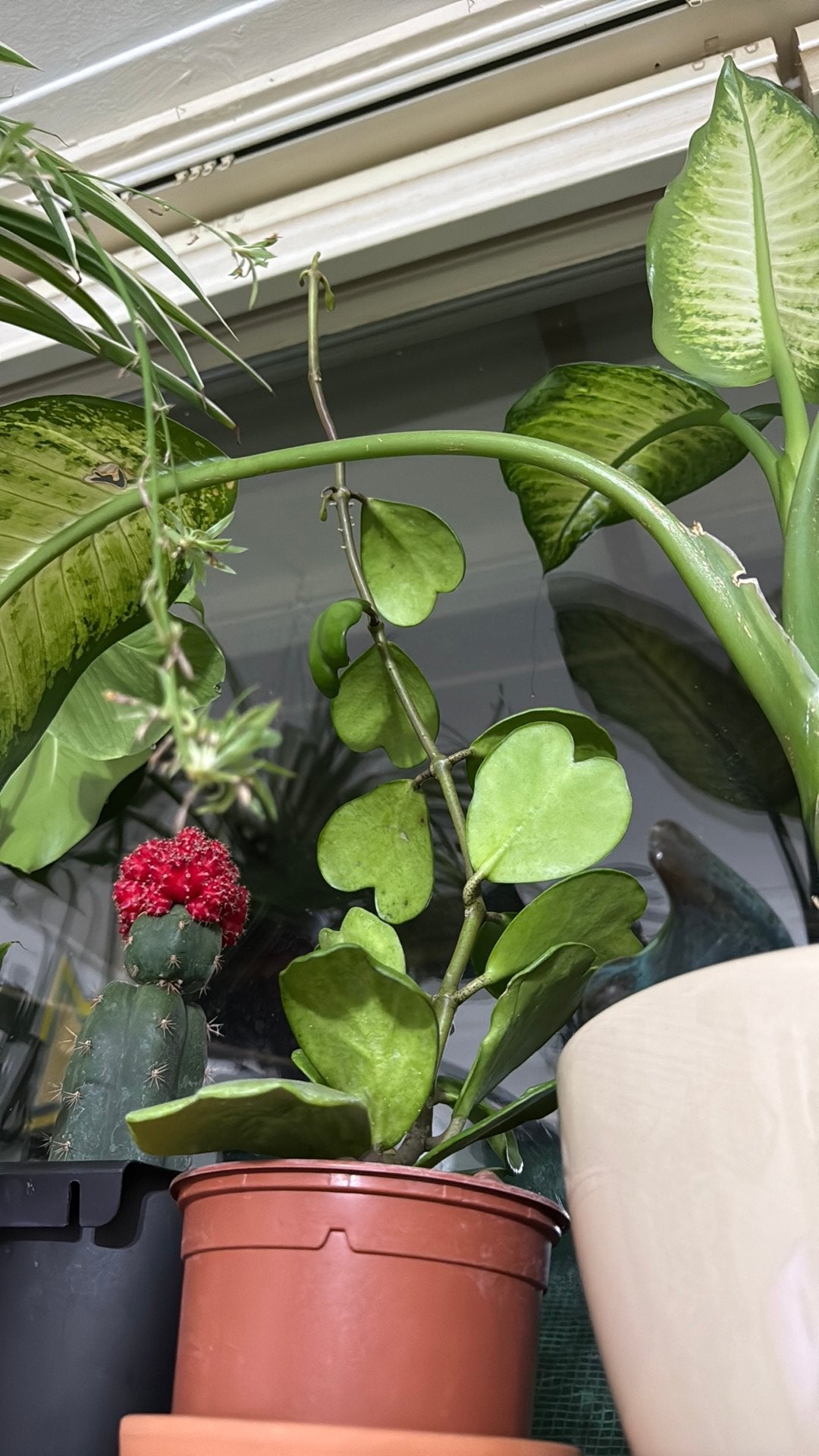 Hoya Kerrii - Hartjesplant - Volle plant, Vaste plant, Bloeit niet, Halfschaduw, Ophalen