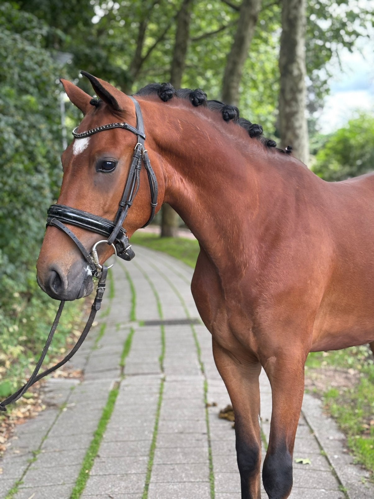 Kiwi- Ontzettend lieve 3-jarige New Forest ruin, Minder dan 160 cm, Ruin, Zadelmak, 3 tot 6 jaar