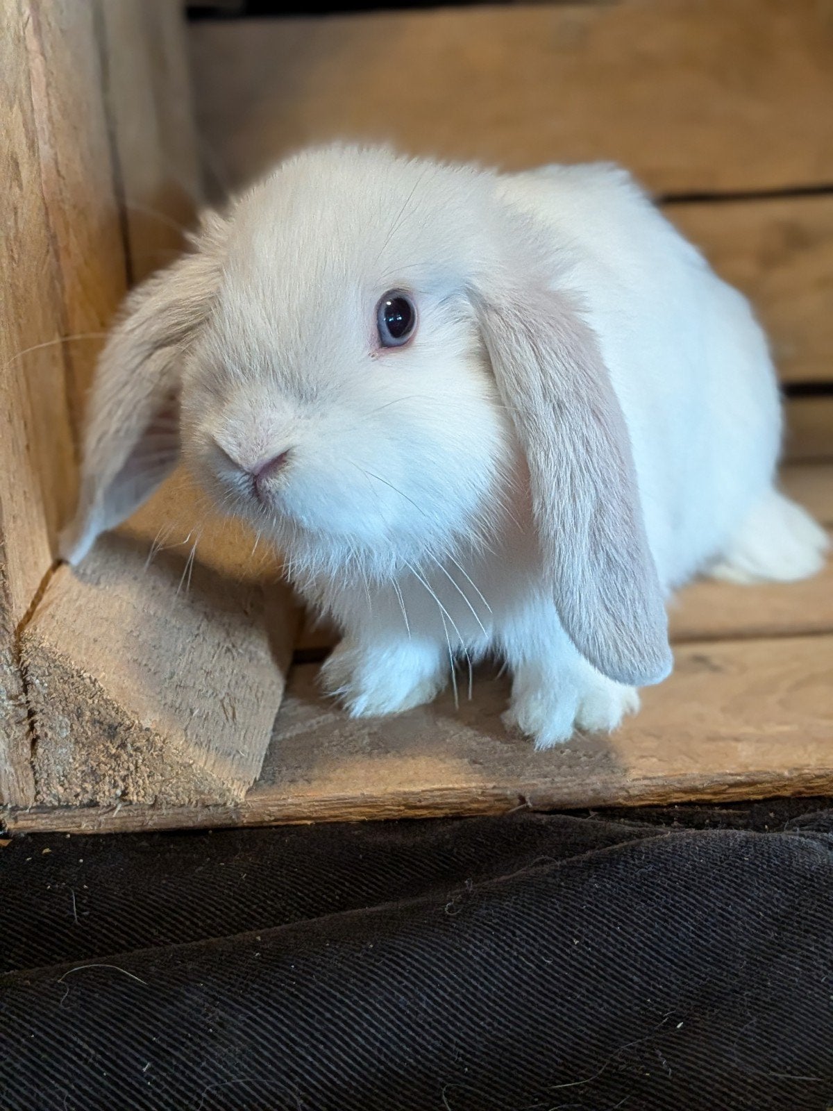 prachtige Minilop konijntjes