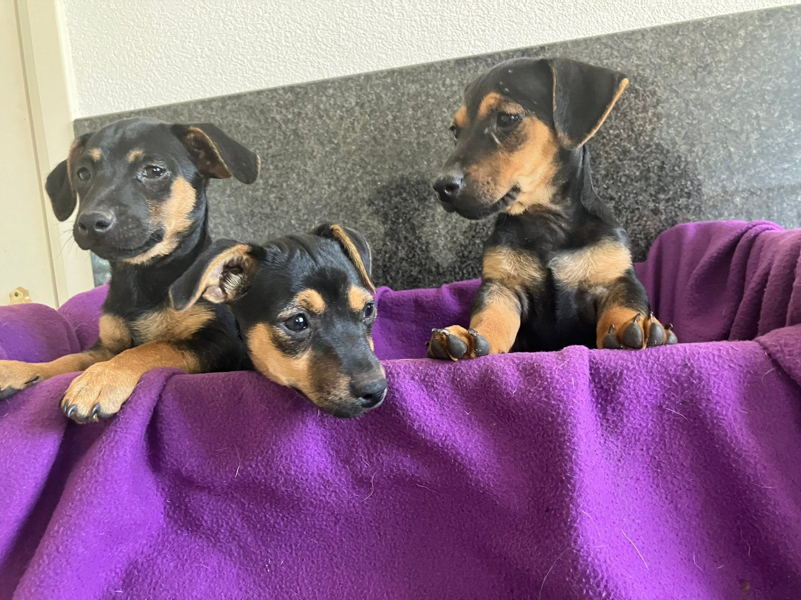 .mooie jack russel pups/puppy s, Jack Russell Terriër, 8 tot 15 weken, Parvo, Meerdere