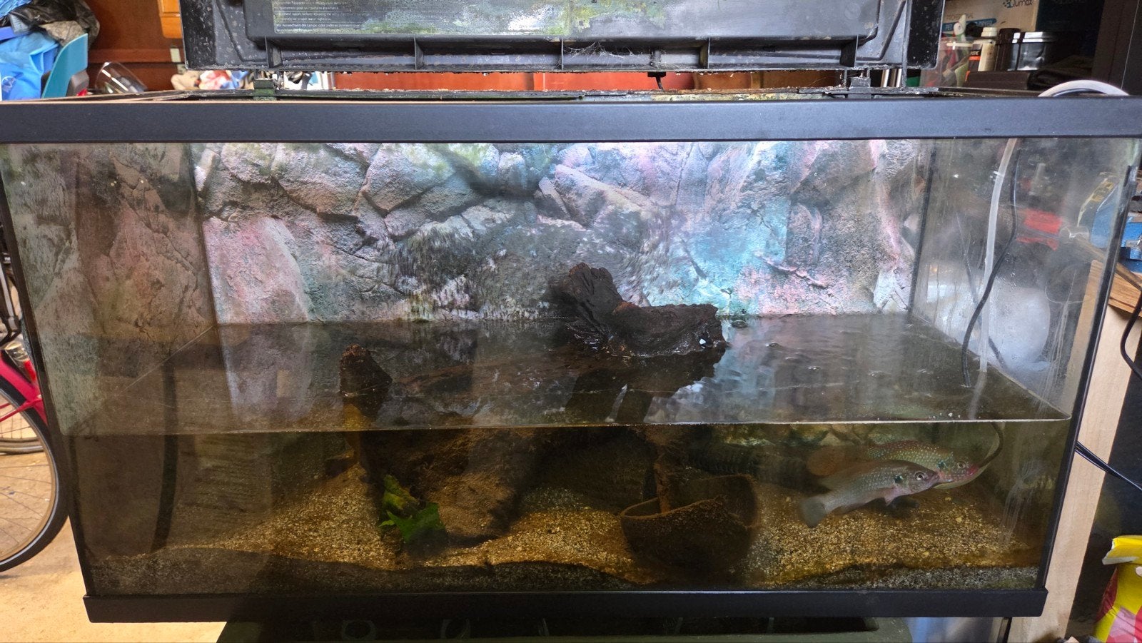 Aquarium 78 cm cm inclusief vissen, Dieren en Toebehoren, Ophalen, Gebruikt, Inclusief vissen, Gevuld zoetwateraquarium