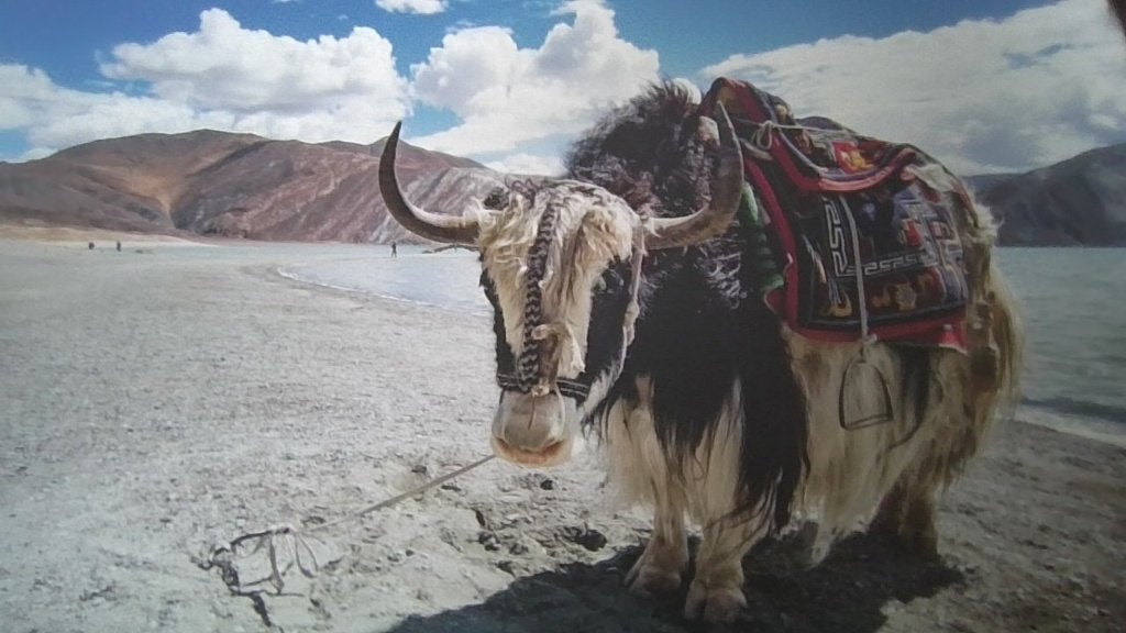 Canvas schilderijg / Koe in Bergen  / Tibet /   10 euro, Ophalen, 50 – 75, Zo goed als nieuw, Schilderij