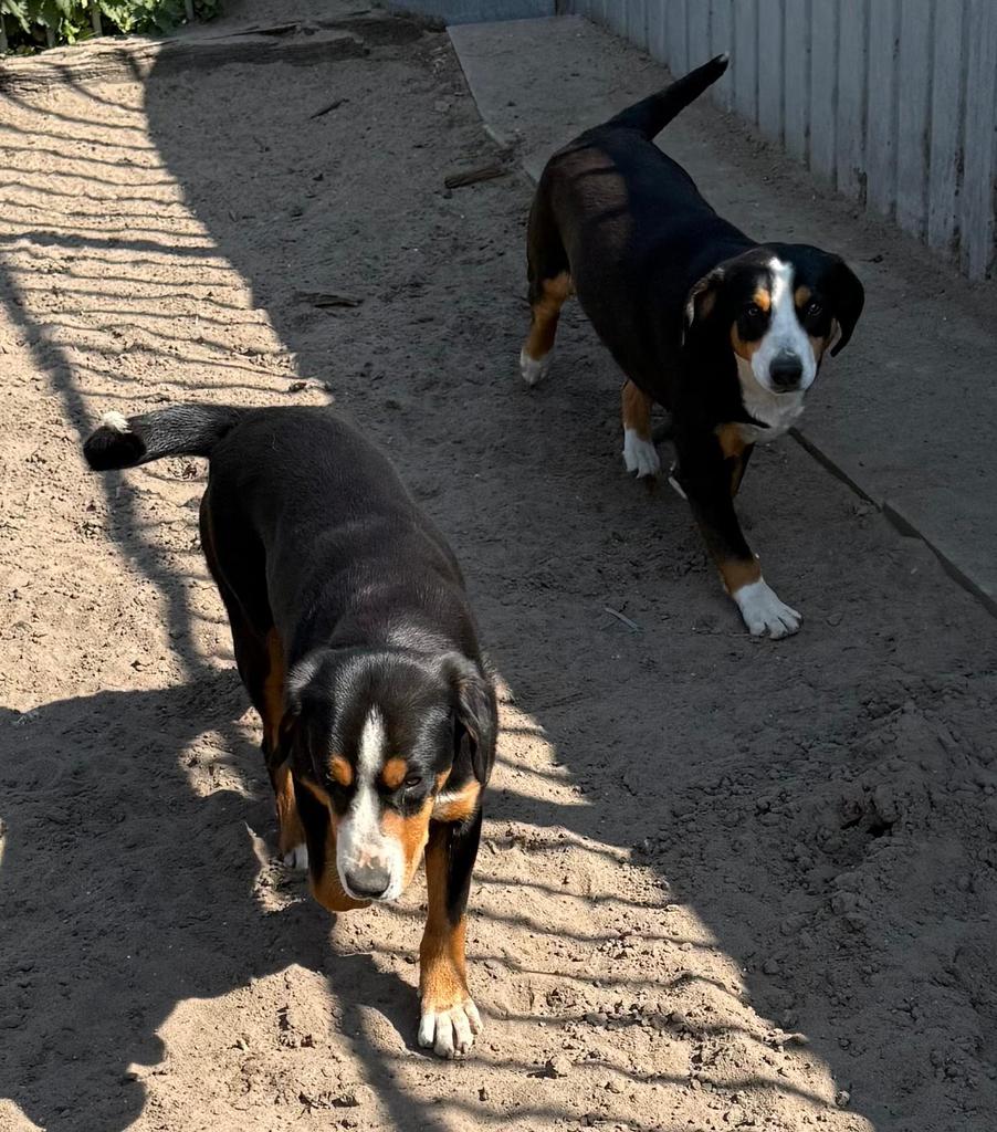 Entlebucher sennenhond twee zusjes alleen voor de liefhebber, Parvo, Sennenhond, 1 tot 2 jaar, Buitenland