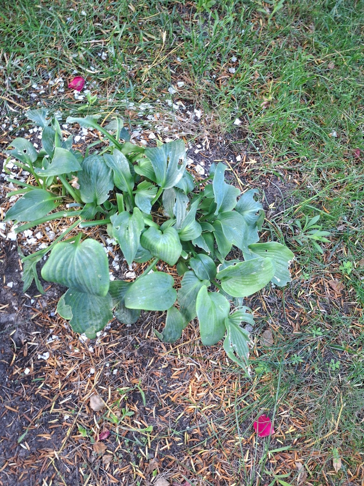 Hosta (Hartlelie) - Prachtige bladplant voor schaduw, Tuin en Terras, Planten | Tuinplanten, Ophalen, Overige soorten, Halfschaduw