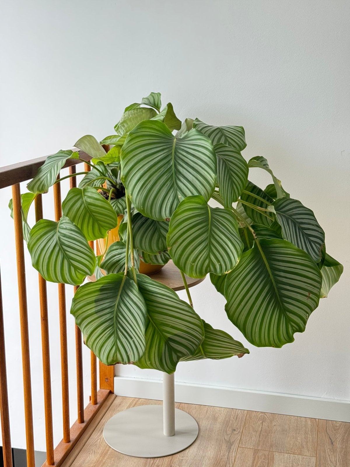 Beautiful Calathea Orbifolia -Houseplant w/o pot, Ophalen, 100 tot 150 cm, Overige soorten, Halfschaduw
