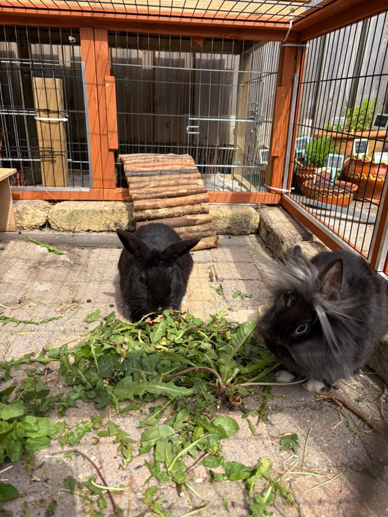 Koppeltje konijnen (gecastreerd ram + voedster) – ingeënt, Dieren en Toebehoren, Konijnen, Meerdere dieren, Dwerg, 0 tot 2 jaar