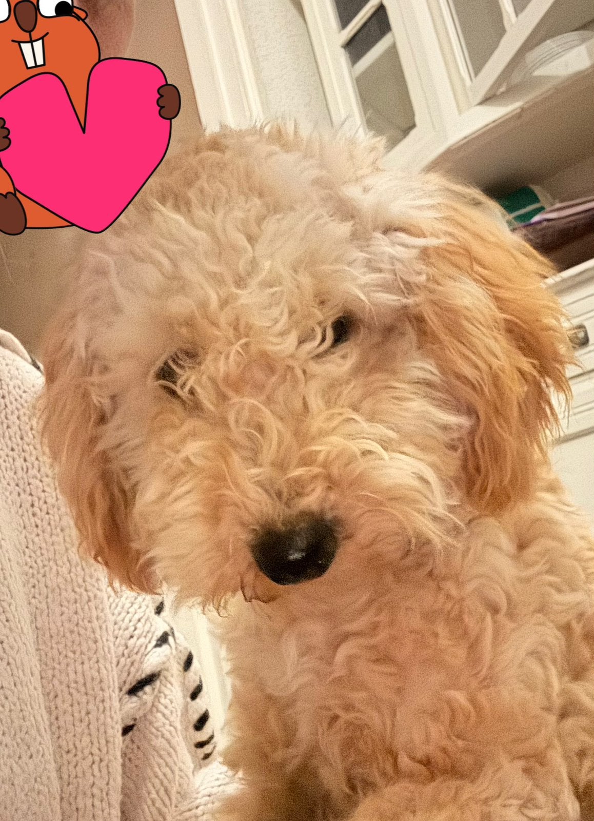 Maltipoo pup  Zie Info!, Dieren en Toebehoren, 15 weken tot 1 jaar, CDV (hondenziekte), Teef, Eén hond