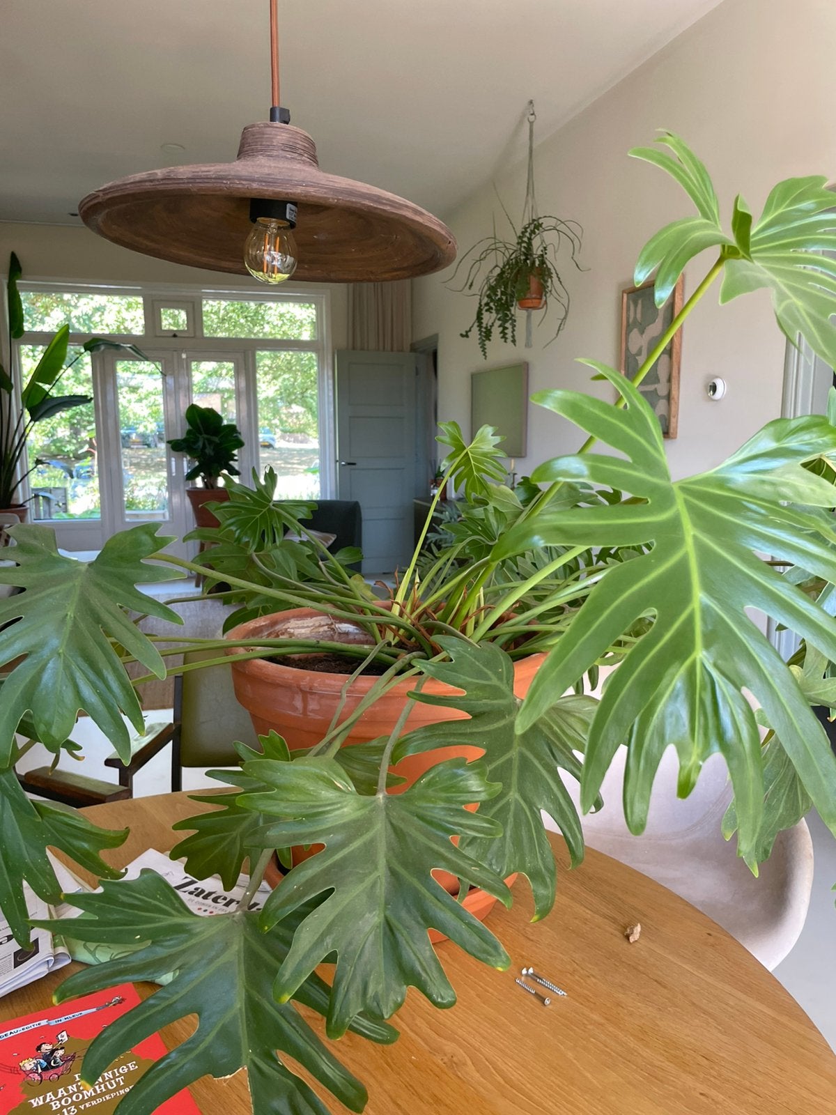 Philodendron, Huis en Inrichting, Kamerplanten, Ophalen, Halfschaduw, Minder dan 100 cm
