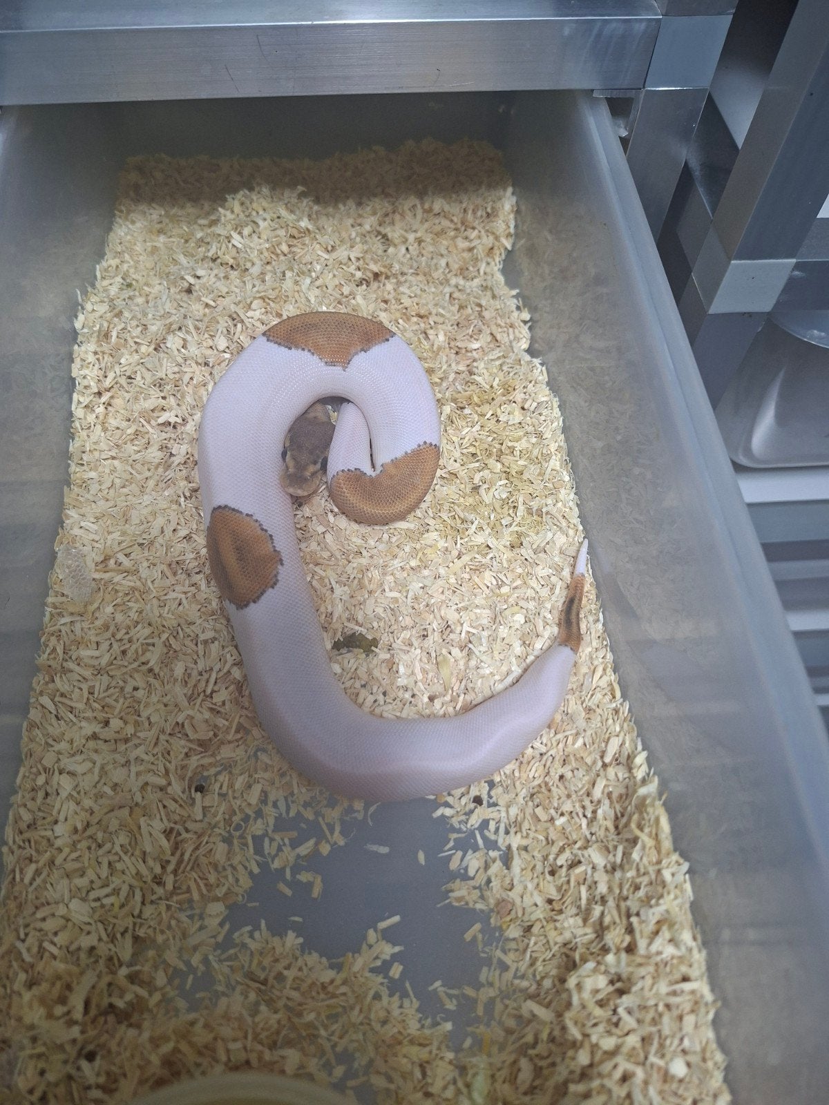 Python regius volwassen en nakweek Ball Python photo 8