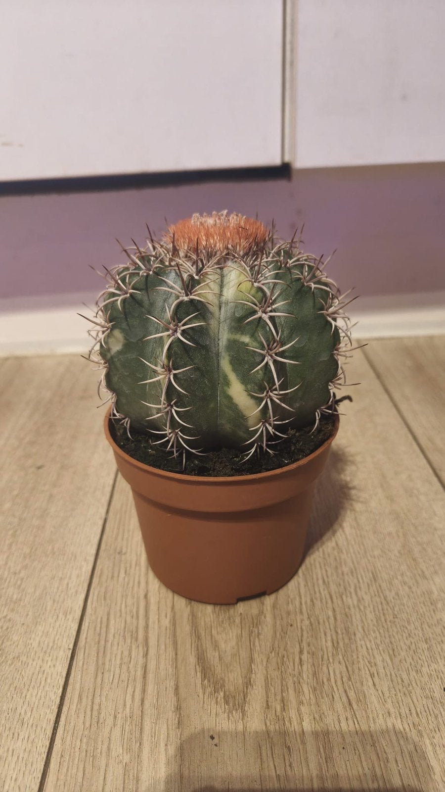 Melocactus mantazanus (variegata/bont) oude plant, Huis en Inrichting, Ophalen of Verzenden, Cactus, Minder dan 100 cm, Bloeiende kamerplant