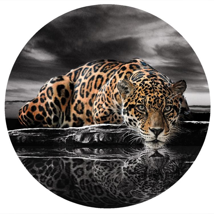 Jaguar Behangcirkel Zwart-wit-kleur, Muurdeco4kids, Verzenden, Minder dan 10 m², Zwart, Natuur, roofdier, panter, luipaard,
