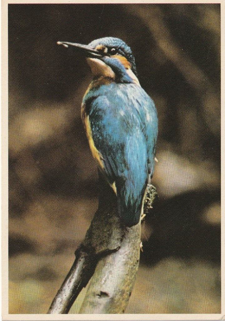 IJSVOGEL  FRED F HAZELHOF UIT 1971 ZEER MOOIE  KAART KN618, Verzenden, 1960 tot 1980, Ongelopen, Overige thema's