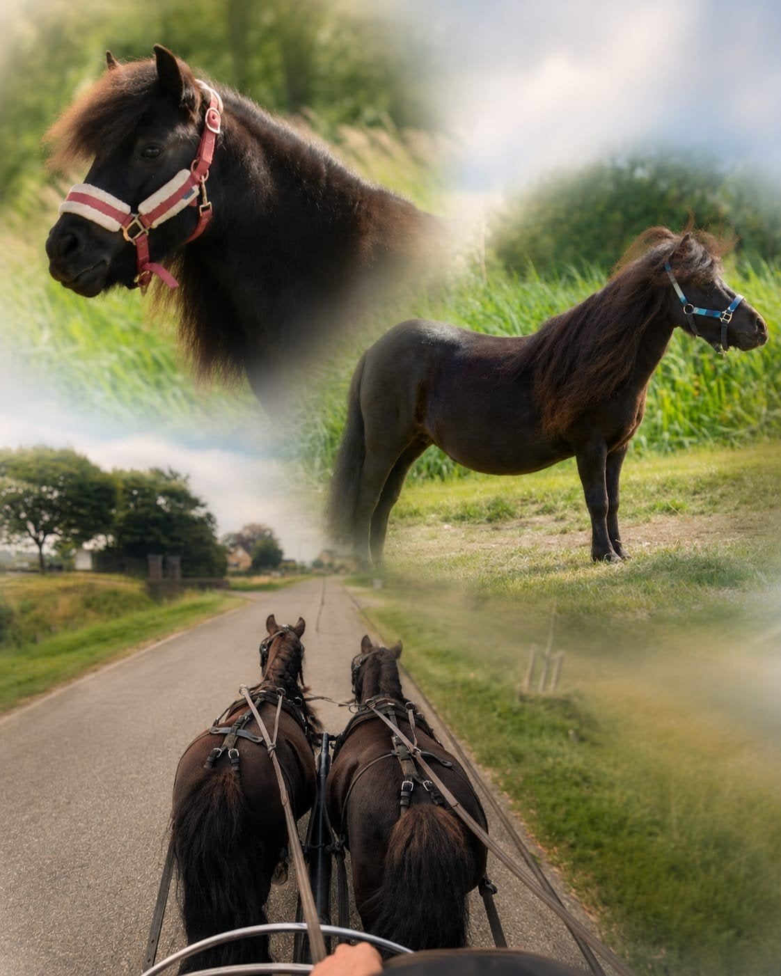 Te koop: Geweldig tweespan zwarte shetlanders merries, Dieren en Toebehoren, Merrie, Met stamboom, Niet van toepassing, A pony (tot 1.17m)