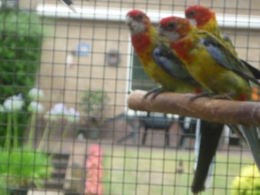 Pracht rosella, Meerdere dieren, Parkiet, Geringd