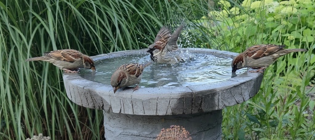 Stevige betonnen waterschaal, voor vogels in de tuin, Tuin en Terras, Ophalen, Nieuw