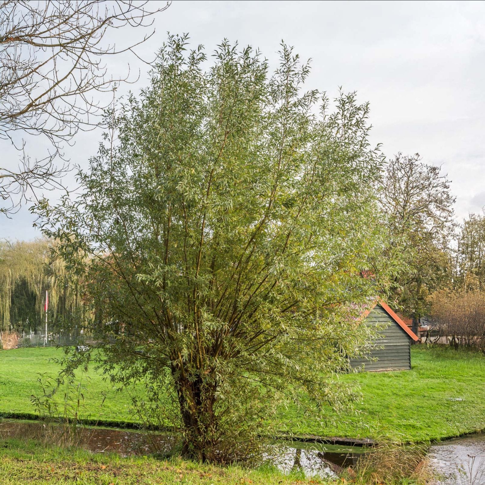 Gezocht: Wilgentakken voor paarden, Ophalen, Overige soorten, 250 tot 400 cm