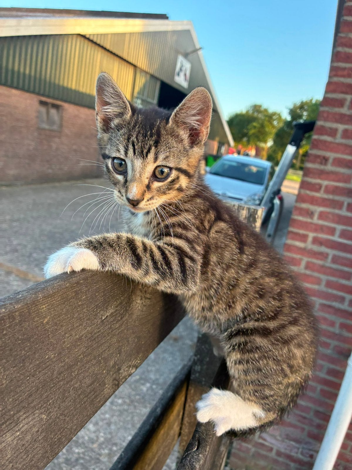 Kitten, Dieren en Toebehoren, Katten en Kittens | Overige Katten, Kater