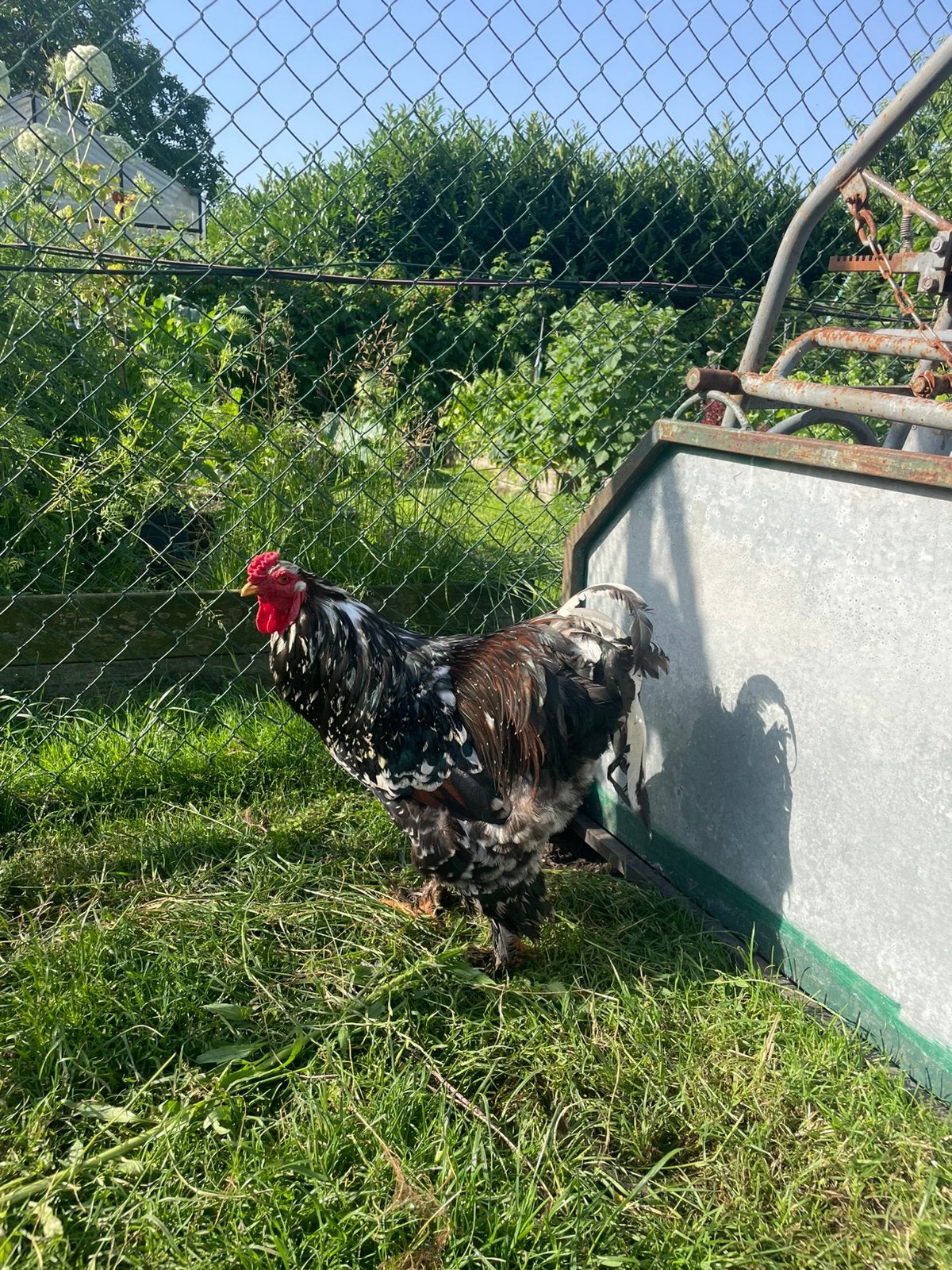 Te koop: Prachtige Porselein Brahma haan, Mannelijk, Kip