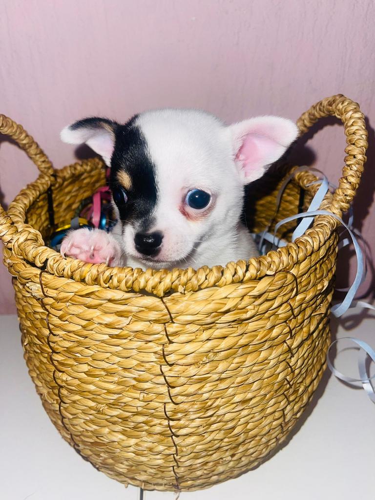 Chihuahua pup raszuiver te koop, Dieren en Toebehoren, Parvo, 8 tot 15 weken, Teef, Eén hond