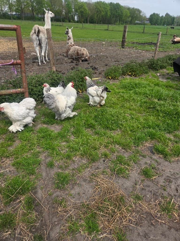Te koop brahmas, Dieren en Toebehoren, Pluimvee, Meerdere dieren, Kip