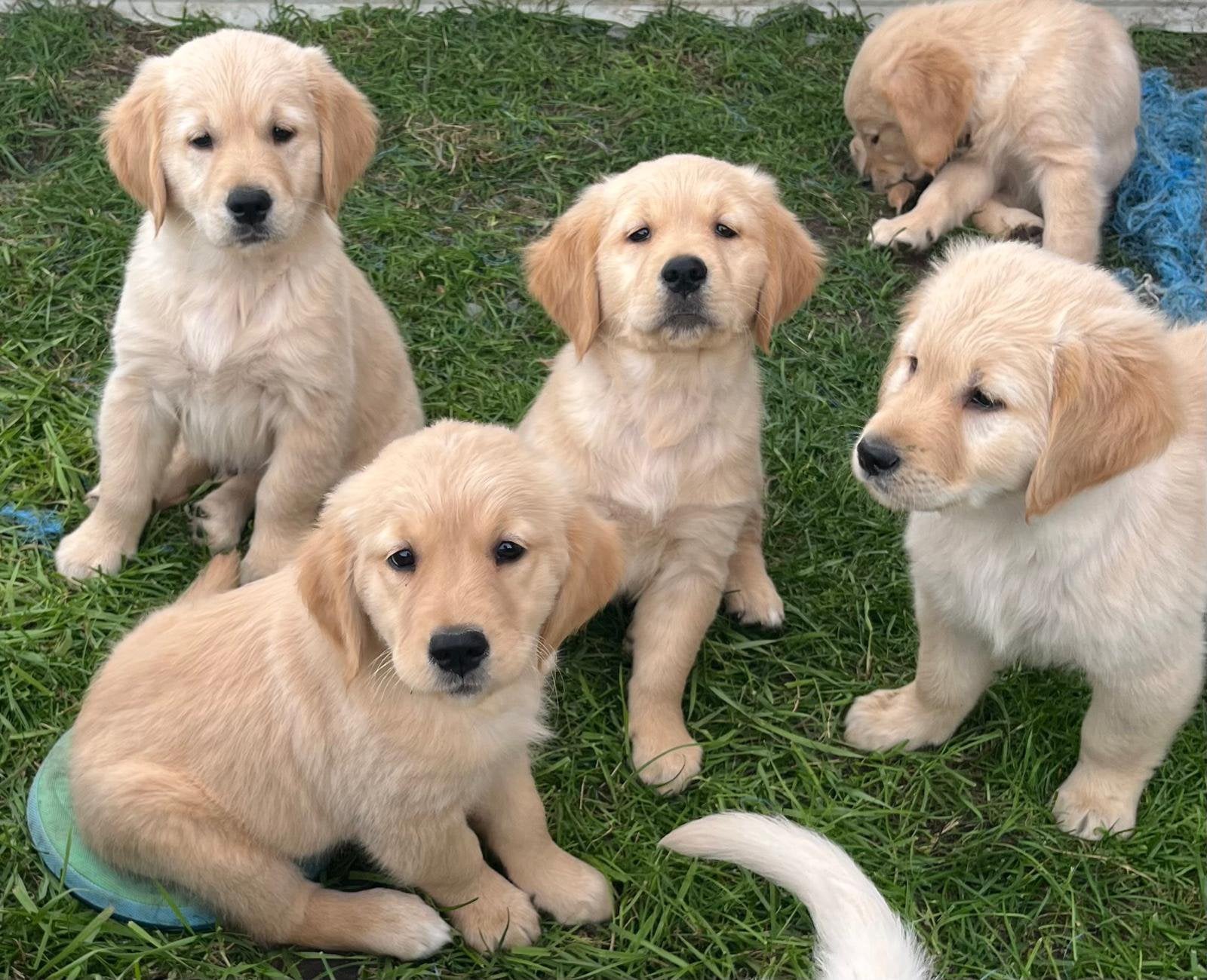 Golden retriever pups, Dieren en Toebehoren, Golden retriever, 8 tot 15 weken, Meerdere, Meerdere dieren
