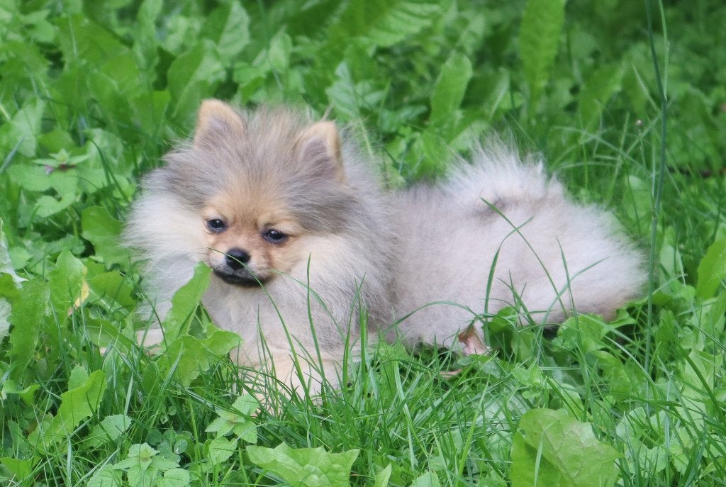 Teacup Mini Pomeriaan/Pomeranian teefje Aanwezig in NL, Keeshond, 15 weken tot 1 jaar, Buitenland, Teef