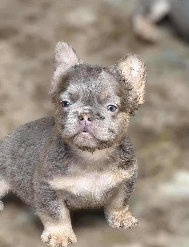 Prachtige franse bulldog pups reutjes waaronder 1 fluffy, Dieren en Toebehoren, Honden | Bulldogs, Pinschers en Molossers, Particulier